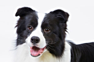 top 10 most trainable dogs-Border Collie