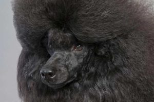 top 10 most trainable dogs-Poodle
