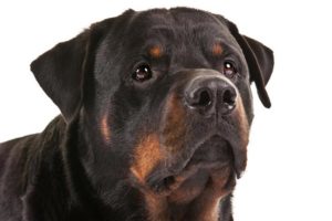 top 10 trainable breeds
